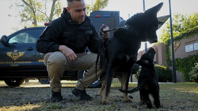 La Policía prepara perros de la Brigada de Explosivos