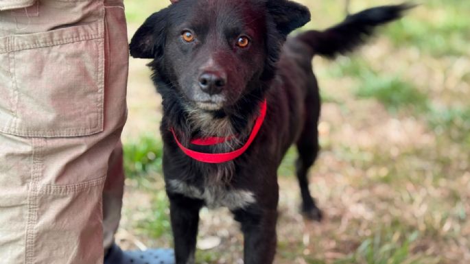 Más de 80 mascotas fueron vacunadas contra la rabia