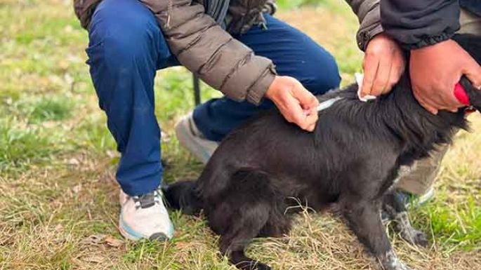 Jornada de vacunación para las mascotas
