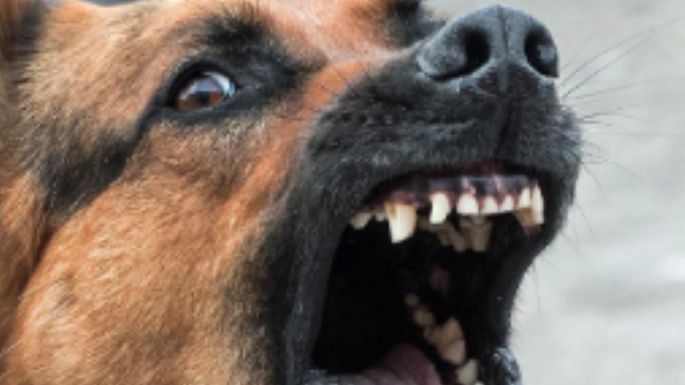 Problemas con un perro