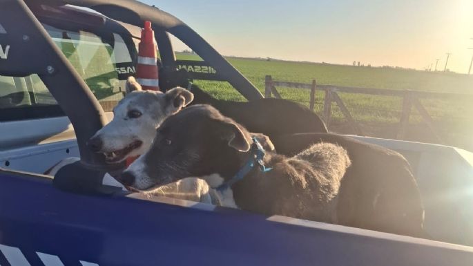 Secuestraron armas, animales silvestres y perros utilizados para la caza