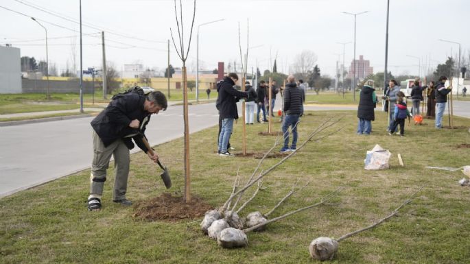 Plantaron 30 ejemplares de fresno rojo en un sector del bulevar España