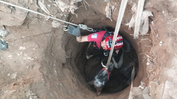 Rescataron a un caballo que cayó a un pozo ciego