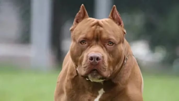 Murió un niño de 3 años tras ser atacado por un pitbull