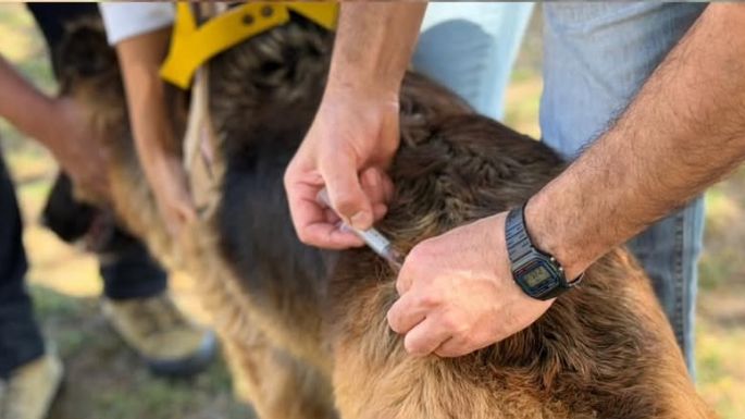 Vacunación antirrábica para perros y gatos en Villa Nueva