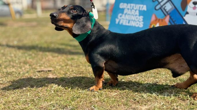 Aplicaron vacunas antirrábicas a perros y gatos en el Poetas Argentinos
