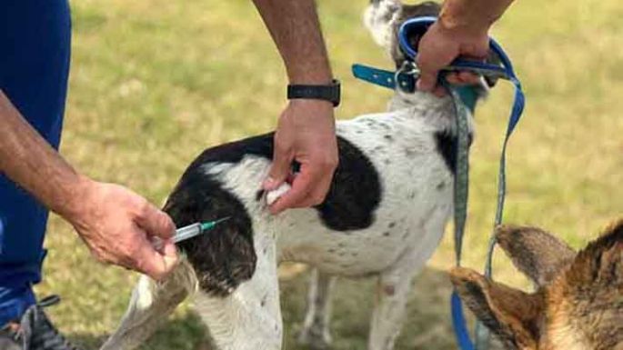Más de 70 mascotas fueron vacunadas contra la rabia