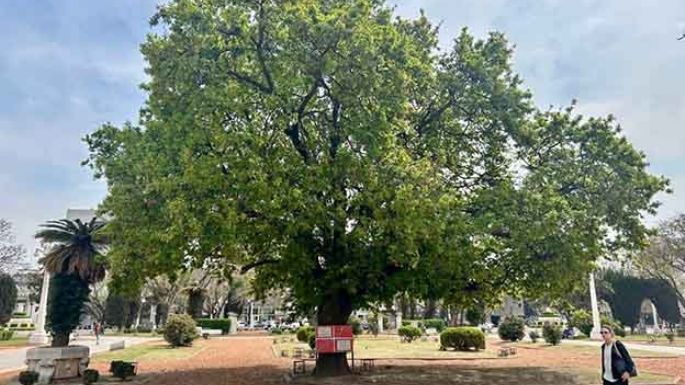 Un árbol que une dos orillas