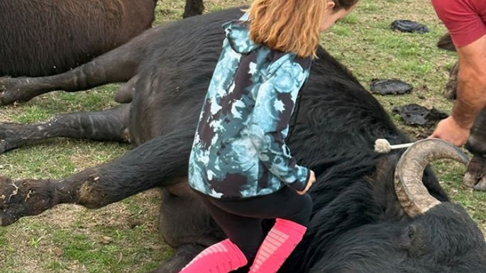Se podrá ver en la Rural cómo funciona la bufaloterapia