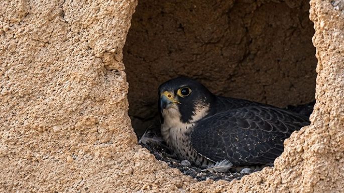 Barrancas del Ctalamochita, refugio de uno de los animales más rápidos