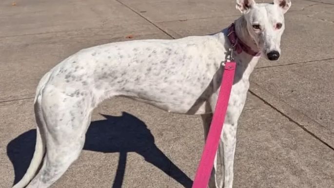 "Galgos de casa, no de caza", marchan para visibilizar la problemática