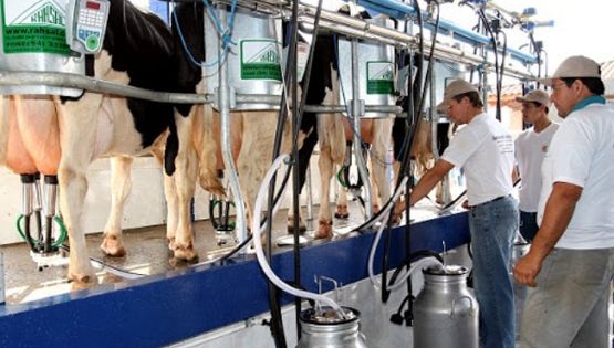 La producción de leche en Córdoba creció un 10% anual