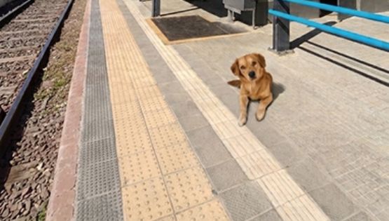 Turrón, el “perroviario”