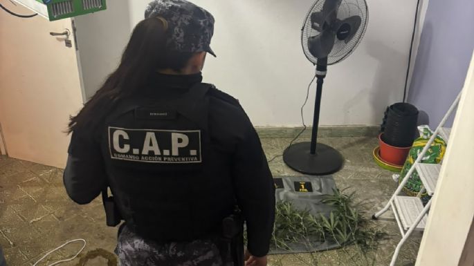Hallaron 24 plantines y 24 plantas de cannabis en una vivienda de Villa Nueva