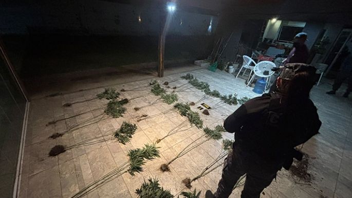 Fueron por un posible robo y encontraron cannabis sativa