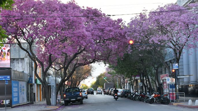 Villa María se pinta de rosa: llegó la primavera de los lapachos