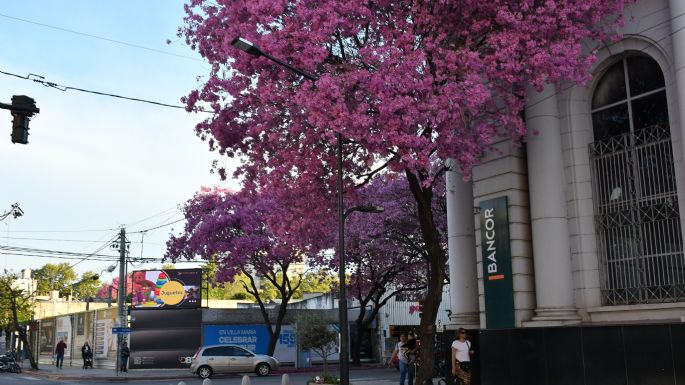 Villa María se pinta de rosa: llegó la primavera de los lapachos