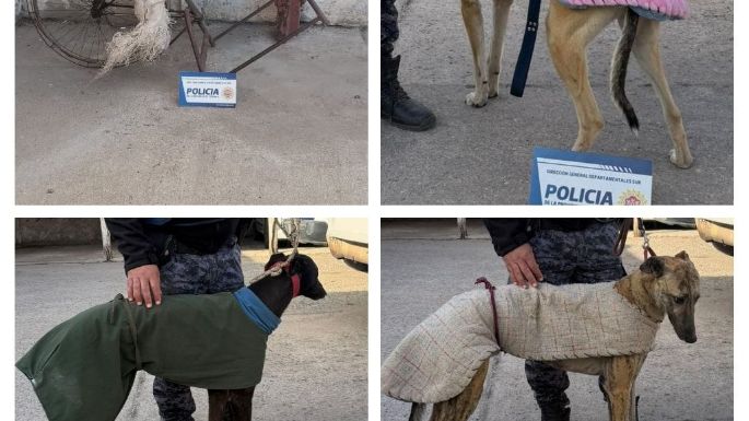 Desbarataron carreras clandestinas de galgos y hay seis imputados